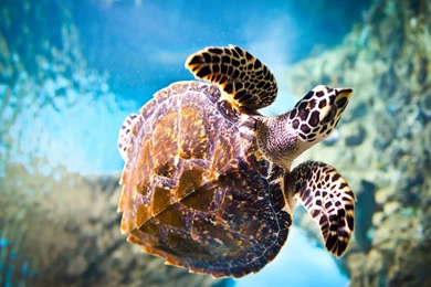 Turtle Desktop Wallpapers