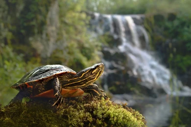 194 Turtle HD Wallpapers