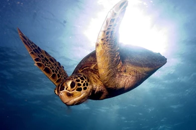 Download Wallpapers 3840x2400 Barrier Reef, Sea, Swim, Turtle Ultra ...
