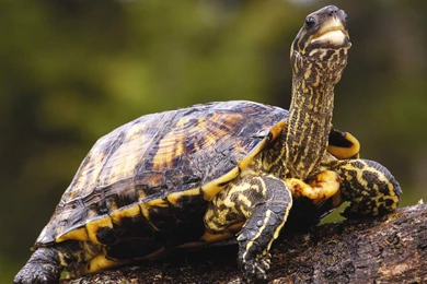 Turtle Wallpapers High Quality Resolution