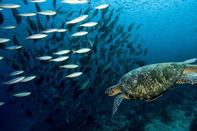 Download Wallpapers 1920x1080 Turtle, Underwater, Swim, Fish, Sea ...