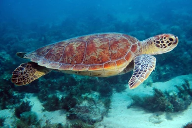 Turtle Backgrounds 4