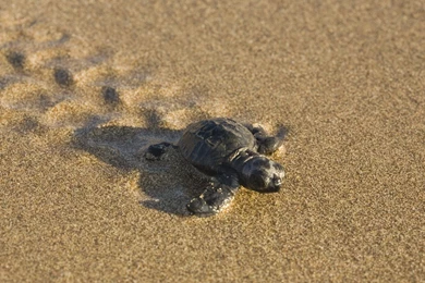 Turtle Footprints Desktop Backgrounds HD 1920x1200