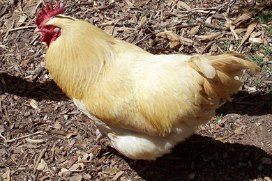 Chicken Wallpapers   Animals Town