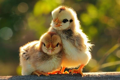 Pics, Facts, Funny Stuff About Animals & Nature Chicken Wallpapers