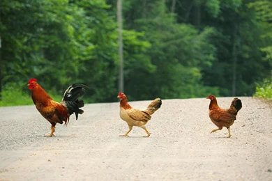 26 Chicken HD Wallpapers