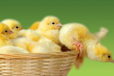 Chicken Cute Free Wallpapers 4444 Hd Wallpapers