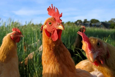 Chicken Farm Animals 1280x1024 Wallpapers, 1280x1024 Wallpapers ...