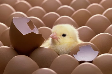 Top Chicken Wallpaper Images For Pinterest