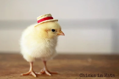 Chicken HD Wallpapers 1.jpg