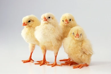 Chickens Desktop Wallpaper, Chickens Pictures