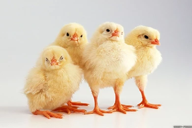 Spring Chicken Wallpapers   Crazy Frankenstein