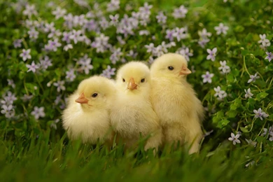 Desktop chicken snakes photos wallpaper.jpg