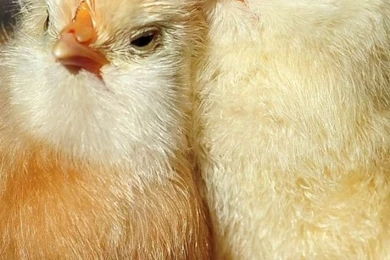 Pics, Facts, Funny Stuff About Animals & Nature Chicken Wallpapers ...