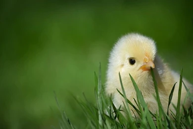 Chicken Wallpapers Desktop Hd Pictures