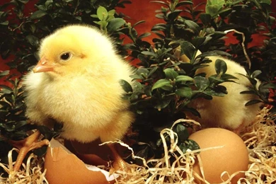 Spring Chicken Wallpapers   Crazy Frankenstein