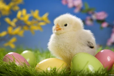 Easter Chicken >> HD Wallpaper, Get It Now!