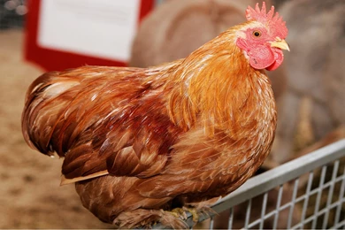 Chicken Free Desktop Hd Wallpapers