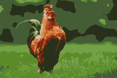 Chicken Free Hd Wallpapers   Wallpaperss HD