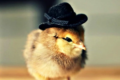 Chicken In Hat   (