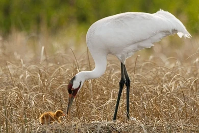 Egret And Chicken Wallpapers