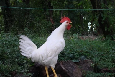 Chicken, Chicken Wallpaper, Chicken Picture, Chicken Photo ...