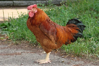 Chicken Free Desktop Hd Wallpapers