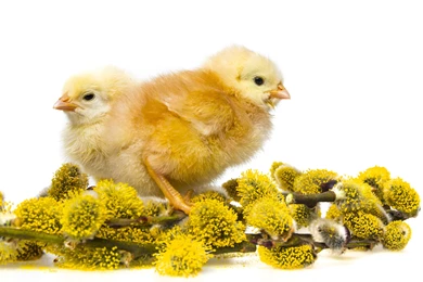 Birds Chicken Wallpapers