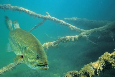 Wallpaper: Hd Wallpapers Fish