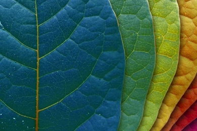 Free Close up Mac Wallpapers, iMac Wallpapers, Retina MacBook Pro ...