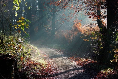 Forest Sunny Way Mac Wallpapers Download