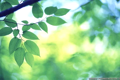 Spring Leaves Wallpapers 2   Crazy Frankenstein