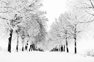 Winter Hd Wallpapers Widescreen