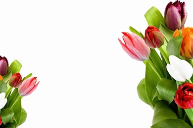 Bright Wallpapers Hd   1785330