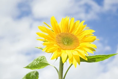 Flower Flower Flower Sunflower Bright Leaves Sky Blue Backgrounds ...