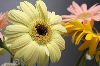 Laptop Wallpapers Free Download_hd Wallpaper_download Free Wallpapers