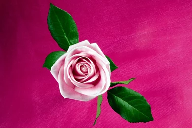 Cool Pink Rose Wallpapers