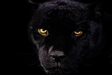 Misc Wallpapers   Free Image Upload