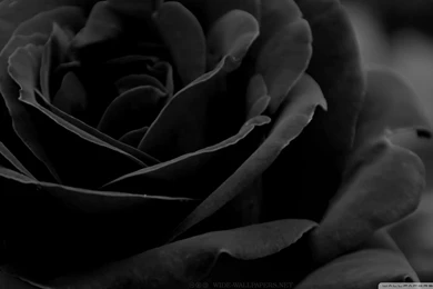 Wallpaper black rose black rose 3 wallpaper 1080p hd.jpg