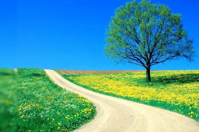 Spring nature wallpaper desktop backgrounds