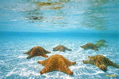 42 Under The Sea Wallpapers