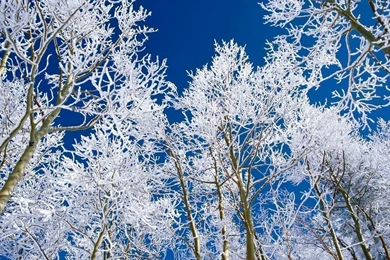 Snow Desktop Wallpapers