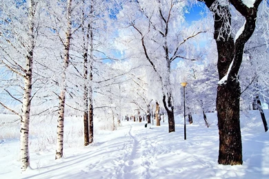 Trees In Snow