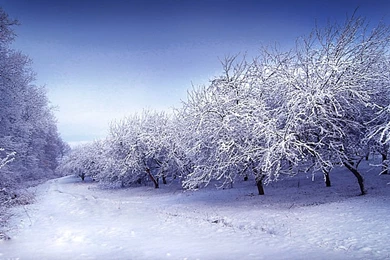 White Beauty Desktop Wallpapers   , New Wallpapers, New Wallpapers