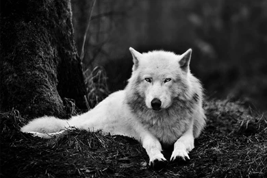 1280x1024 White Wolf Wallpapers