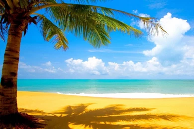 Beach And Palm Tree 1280x1024 Wallpapers, 1280x1024 Wallpapers ...