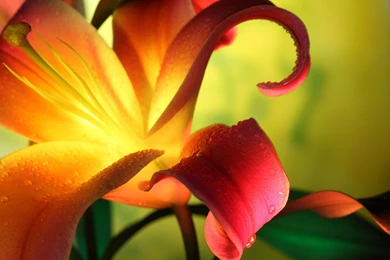 Free Hd Flower Wallpapers