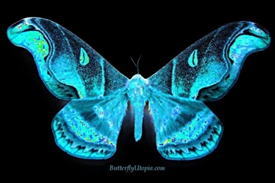 Free Butterfly Wallpaper, Wallpapers, Backgrounds, Desktop ...