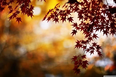 Red Foliage, Bokeh HD Desktop Wallpapers : High Definition ...