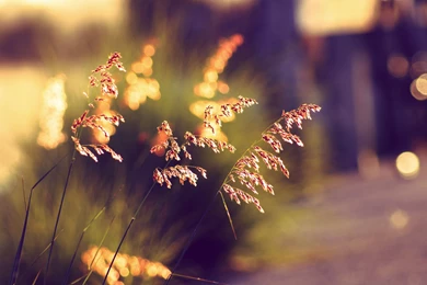 Ultra HD 4K Bokeh Wallpapers HD, Desktop Backgrounds 3840x2400